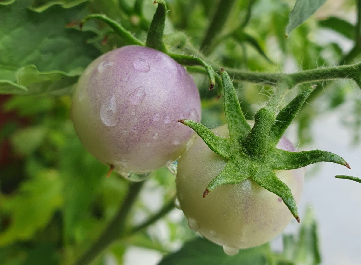Tomate Blue Pitts
